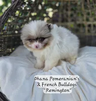 Remington , a male Pomeranian for sale in Enid, OK – 2 of 7