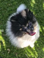 Kona, a male Pomeranian for sale in Enid, OK – 7 of 8