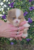 Bugatti , a male Pomeranian for sale in Enid, OK – 1 of 8