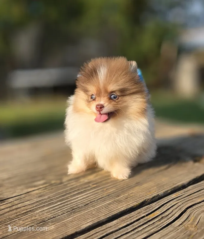 Koa – Pomeranian puppy for sale in Enid, OK