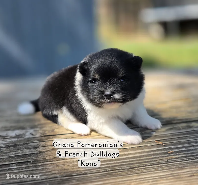 Kona – Pomeranian puppy for sale in Enid, OK