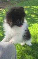 Kona, a male Pomeranian for sale in Enid, OK – 6 of 8