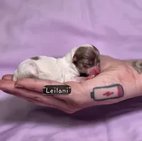 Leilani, a female Pomeranian for sale in Enid, OK – 2 of 4