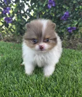 Bentley , a male Pomeranian for sale in Enid, OK – 3 of 7