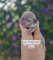 Nova, a female French Bulldog for sale in Enid, OK – 2 of 6
