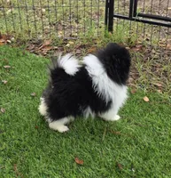 Kona, a male Pomeranian for sale in Enid, OK – 5 of 8