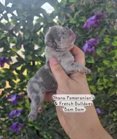 Bam Bam , a male French Bulldog for sale in Enid, OK – 3 of 3