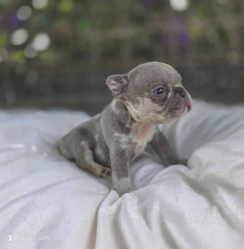 Nova – French Bulldog puppy for sale in Enid, OK