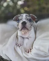 Axel, a male French Bulldog for sale in Enid, OK – 6 of 10