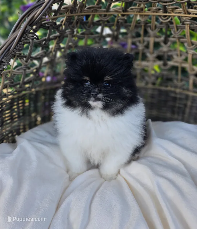 Kona – Pomeranian puppy for sale in Enid, OK