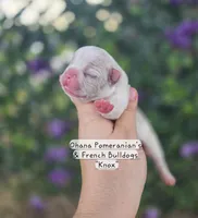 Knox, a male French Bulldog for sale in Enid, OK – 2 of 3