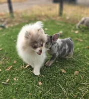 Leilani, a female Pomeranian for sale in Enid, OK – 6 of 8