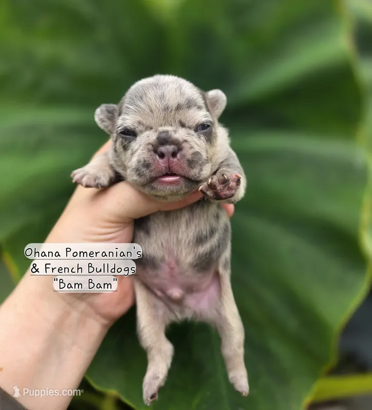 Bam Bam  – French Bulldog puppy for sale in Enid, OK