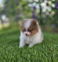 Bugatti , a male Pomeranian for sale in Enid, OK – 7 of 8