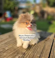 Bentley , a male Pomeranian for sale in Enid, OK – 5 of 7