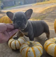 Ayla, a female French Bulldog for sale in Enid, OK – 4 of 10