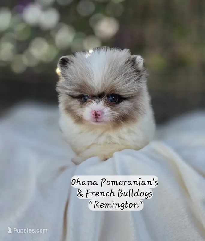 Remington  – Pomeranian puppy on hold in Enid, OK