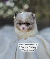 Remington , a male Pomeranian for sale in Enid, OK – 1 of 7