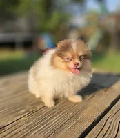 Koa, a male Pomeranian for sale in Enid, OK – 6 of 6