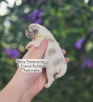 Remington , a male Pomeranian for sale in Enid, OK – 3 of 4