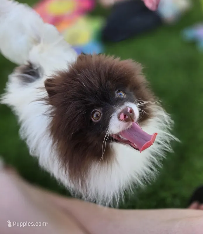 Cosmo – Pomeranian puppy for sale in Enid, OK