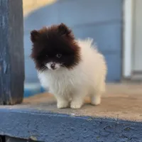 Cosmo, a male Pomeranian for sale in Enid, OK – Photo 10 of 10