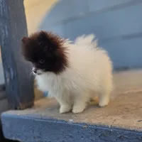 Cosmo, a male Pomeranian for sale in Enid, OK – Photo 8 of 10