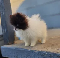 Cosmo, a male Pomeranian for sale in Enid, OK – Photo 5 of 6