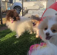 Cosmo, a male Pomeranian for sale in Enid, OK – Photo 3 of 10