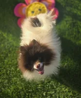 Cosmo, a male Pomeranian for sale in Enid, OK – Photo 4 of 10