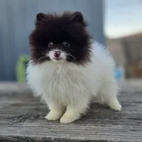 Cosmo, a male Pomeranian for sale in Enid, OK – Photo 9 of 10