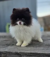 Cosmo, a male Pomeranian for sale in Enid, OK – Photo 6 of 6