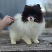 Cosmo, a male Pomeranian for sale in Enid, OK – Photo 6 of 10