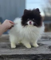 Cosmo, a male Pomeranian for sale in Enid, OK – Photo 3 of 6