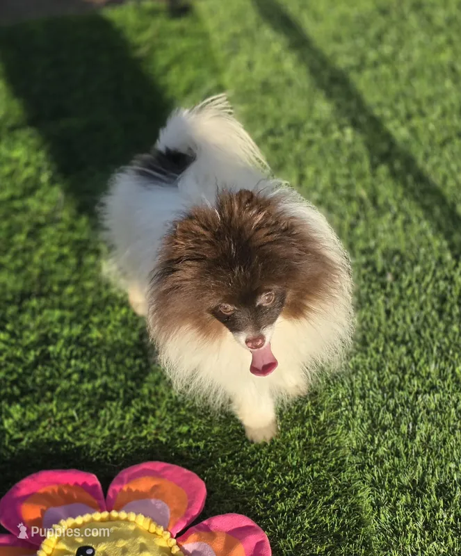 Cosmo – Pomeranian puppy for sale in Enid, OK