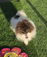 Cosmo, a male Pomeranian for sale in Enid, OK – Photo 1 of 10
