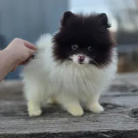 Cosmo, a male Pomeranian for sale in Enid, OK – Photo 5 of 10