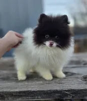 Cosmo, a male Pomeranian for sale in Enid, OK – Photo 2 of 6