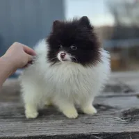 Cosmo, a male Pomeranian for sale in Enid, OK – Photo 7 of 10