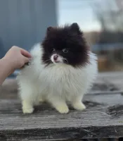 Cosmo, a male Pomeranian for sale in Enid, OK – Photo 1 of 6
