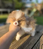 Bugatti , a male Pomeranian for sale in Enid, OK – 2 of 6