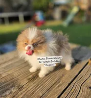 Bugatti , a male Pomeranian for sale in Enid, OK – 6 of 6