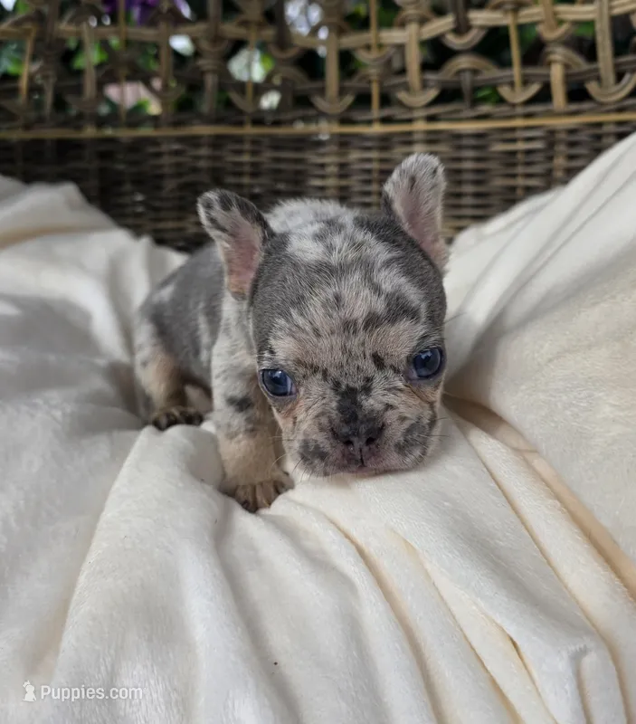 Bam Bam  – French Bulldog puppy for sale in Enid, OK