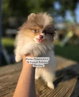 Bentley , a male Pomeranian for sale in Enid, OK – 7 of 7