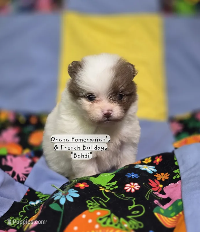 Bohdi  – Pomeranian puppy for sale in Enid, OK