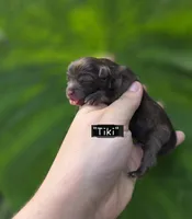 Tiki, a female Pomeranian for sale in Enid, OK – 2 of 3