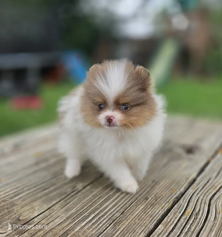 Bugatti  – Pomeranian puppy for sale in Enid, OK