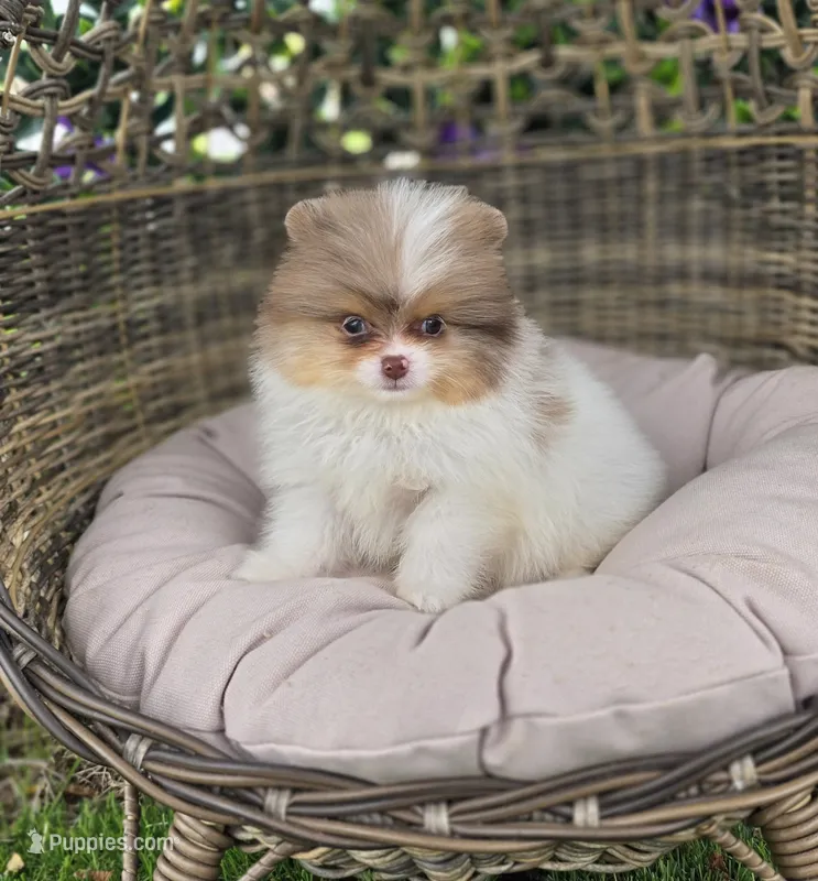 Bentley  – Pomeranian puppy for sale in Enid, OK