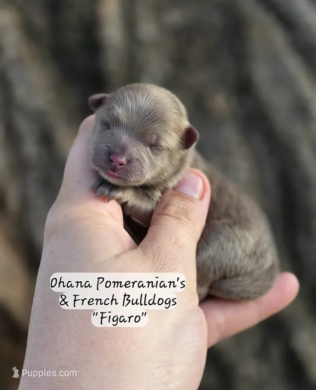 Figaro – Pomeranian puppy for sale in Enid, OK