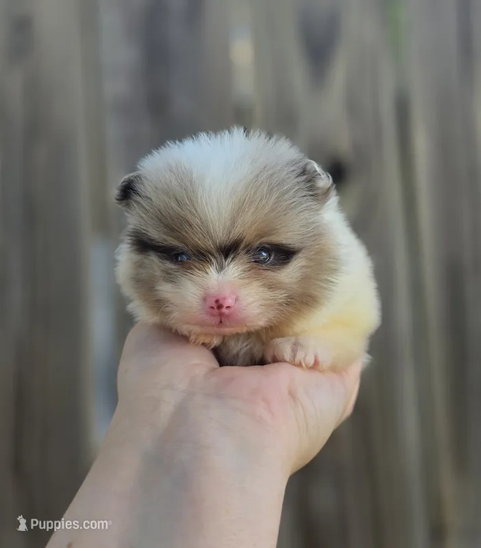 Remington  – Pomeranian puppy for sale in Enid, OK